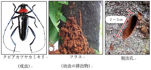 左からクビアカツヤカミキリの成虫、フラス（幼虫の排出物）、脱出孔の写真