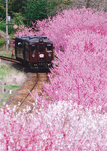 ハナモモと列車の写真