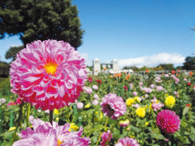 昨年のダリア園の画像