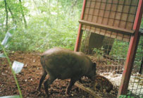 金山公園に生息するイノシシの親子の画像