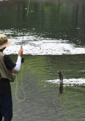 鮎川上流の管理釣り場でハコスチを釣る画像