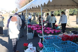 シクラメン等農林大生産物販売会を開催しましたの画像１