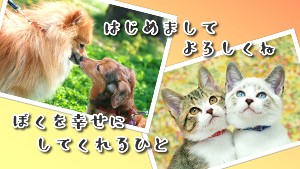 ぼくを幸せにしてくれるひと 動画の画像