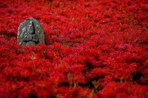 10月の月間MVP作品、恩林寺（邑楽町）の写真