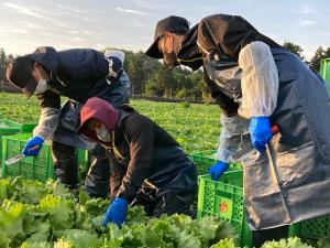 The image of a scene from harvest work