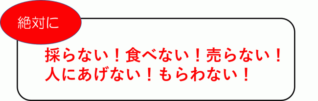 絶対に採らない！食べない！売らない！ 人にあげない！もらわない！画像