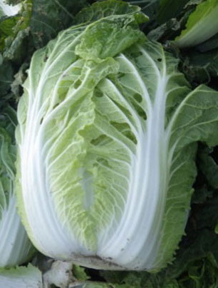 国府白菜の写真1