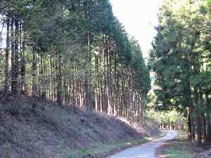 県有林の写真