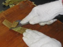 桑の粗皮そぎ写真 桑の粗皮そぎ写真