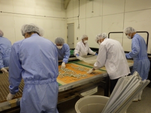 農家による遺伝子組換えカイコの実用飼育写真 農家による遺伝子組換えカイコの実用飼育写真