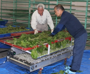 熟蚕収集条払機の写真 熟蚕収集条払機の写真