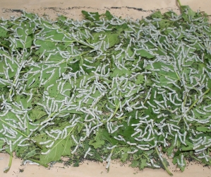 育成品種「なつこ」の写真 育成品種「なつこ」の写真