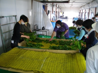 養蚕学校での講義及び実習の写真 養蚕学校での講義及び実習の写真