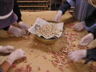 蚕の交配写真 蚕の交配写真