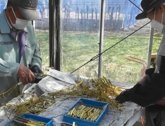 桑の接ぎ木写真 桑の接ぎ木写真