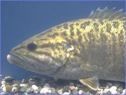 コクチバス（スモールマウスバス） の画像2