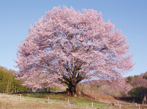 針山の天王桜（片品村）の写真