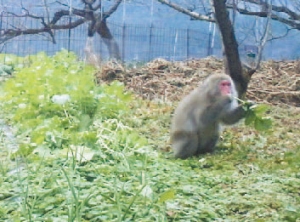 畑の野菜を荒らすサルの写真