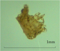 採取されたマイクロプラスチック（ポリプロピレン）画像