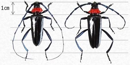成虫の大きさ（左がオス、右がメス）画像
