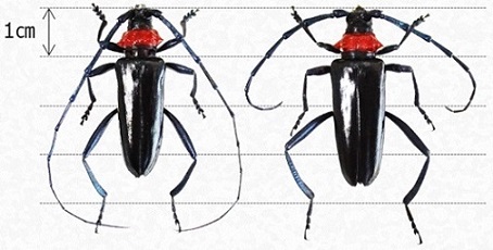 成虫の大きさ(左がオス、右がメス)画像 成虫の大きさ(左がオス、右がメス)画像