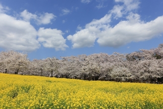 赤城南面千本桜の画像