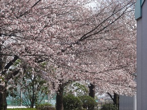 ものづくり桜！入校式に合わせるかのように準備中の画像1