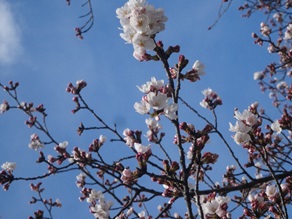 ものづくり桜！入校式に合わせるかのように準備中の画像2