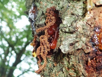 木の幹から排出されるフラスの画像