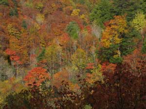 Autumnの画像