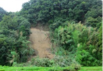 台風により崩壊した竹林の様子写真