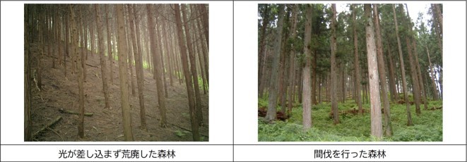 光が差し込まず荒廃した森林、間伐を行った森林の画像