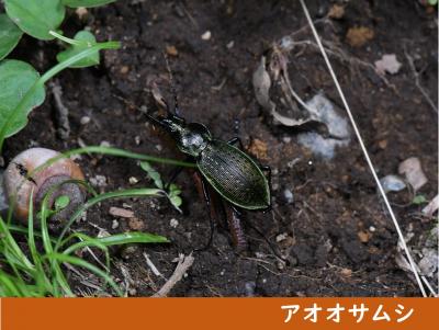 アオオサムシ