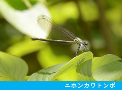 ニホンカワトンボ