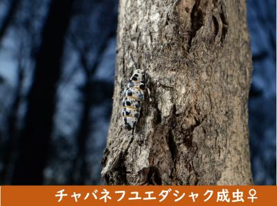 チャバネフユエダシャクの成虫♀