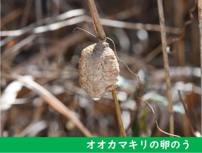 オオカマキリの卵のう