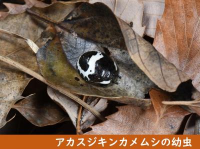 アカスジキンカメムシの幼虫