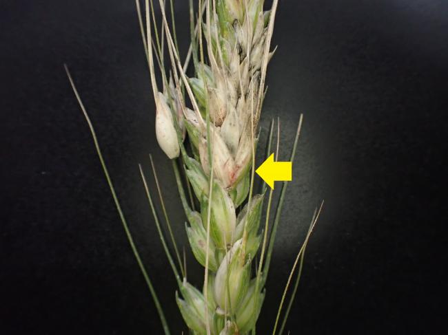 小麦赤かび病の写真1