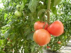 施設野菜専攻　トマト栽培中の画像
