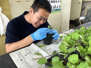 露地野菜専攻　接木作業中の画像