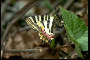 ヒメギフチョウの成虫の写真
