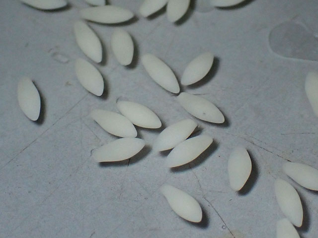 ヤリタナゴの卵画像