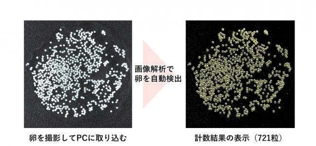 アユ卵の自動計数画像