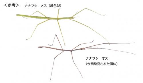 ナナフシ画像