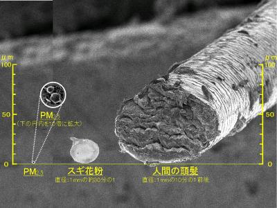 PM2.5の大きさを頭髪、スギ花粉と比較した画像
