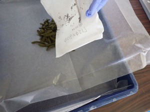 カイコに人工飼料を与えて飼育開始画像