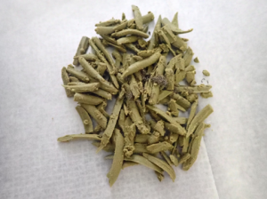 飼育開始直後のカイコ（1齢1日目）画像