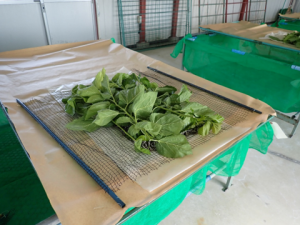 隔離飼育区画蚕室に搬入したカイコ（3齢3日目）への給桑画像