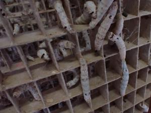 繭を作る場所を探しているカイコ画像