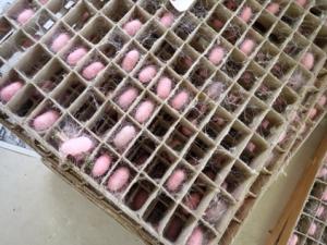 赤色蛍光タンパク質含有絹糸生産カイコの繭画像